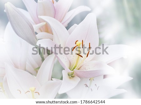Blurred natural background of Madonna Lilly flower, Stargazer lilly, white Lilly flower