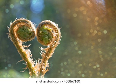 Blurred natural background with patches of ferns and heart-shaped.