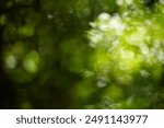 blurred natural green leaves Free space, health concept