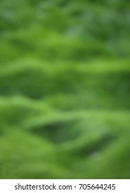 blurred nature background