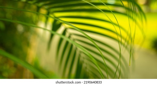 blurred nature background with green palm leaf background in park - Shutterstock ID 2190640833
