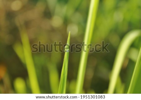 Similar – Image, Stock Photo a little flower blooms on a grassy meadow