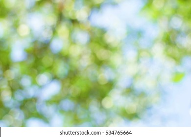 Blurred Nature Backgrounds:blurry Of Leaves/forest/trees/nature Park Background