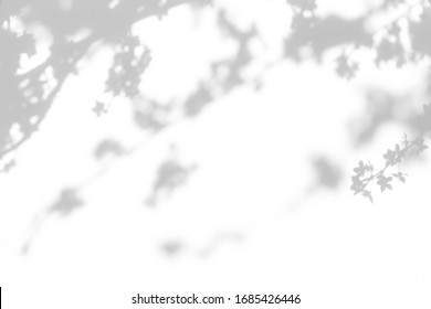 Blurred overlay effect for for natural light photo effects. Gray shadows of cherry tree blooming branches on a white wall. Abstract neutral nature concept background for design presentation.  - Shutterstock ID 1685426446