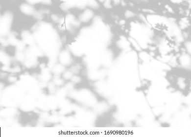 Blurred overlay effect for for natural light photo effects. Gray shadows of cherry tree blooming branches on a white wall. Abstract neutral nature concept background for design presentation. 