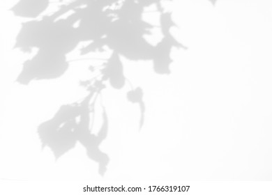 Blurred overlay effect for for natural light photo effects. Gray shadows of linden tree blooming branches on a white wall. Abstract neutral nature concept background for design presentation.  - Shutterstock ID 1766319107