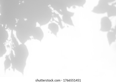 Blurred overlay effect for for natural light photo effects. Gray shadows of linden tree blooming branches on a white wall. Abstract neutral nature concept background for design presentation.  - Shutterstock ID 1766551451
