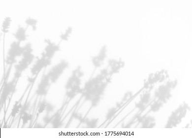 Blurred Overlay Effect For For Natural Light Photo Effects. Gray Shadows Of Lavender Flowers On A White Wall. Abstract Neutral Nature Concept Background. Space For Text.