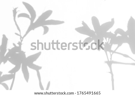Blurred overlay effect for for natural light photo effects. Gray shadows of the lily flowers on a white wall. Abstract neutral nature concept background. Space for text.
