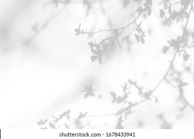Blurred overlay effect for photo. Gray shadows of cherry tree blooming branches on a white wall. Abstract neutral nature concept background for design presentation
