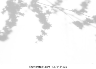 Blurred overlay effect for photo. Gray shadows of cherry tree blooming branches on a white wall. Abstract neutral nature concept background for design presentation - Shutterstock ID 1678434235