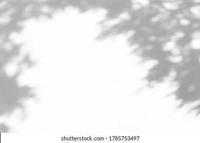 Blurred overlay effect for photo. Gray shadows of tree branches on a white wall. Abstract neutral nature concept background for design presentation. Shadows for natural light effects - Shutterstock ID 1785753497