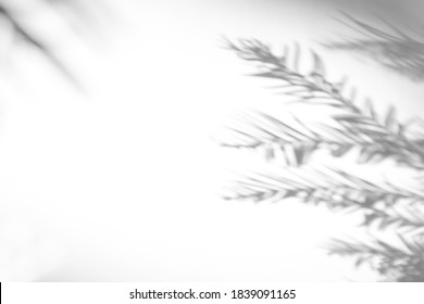 Blurred overlay effect for photo. Gray shadows of fir tree branches on a white wall. Abstract neutral nature concept background for design presentation. Shadows for natural light effects - Powered by Shutterstock