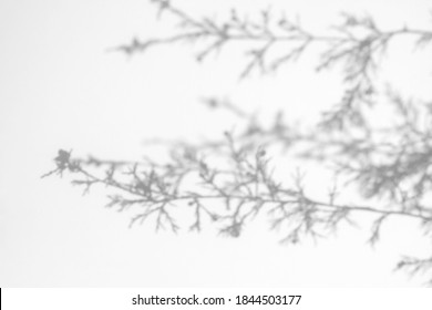 262,100 Tree branch shadows Images, Stock Photos & Vectors | Shutterstock