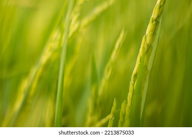 Blurred Paddy Background. Green Background.