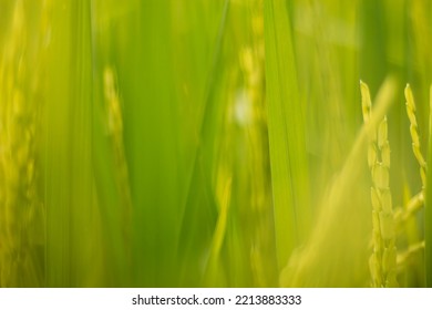 Blurred Paddy Background. Green Background.