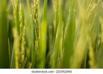 Blurred Paddy On Rice Field. Blurred Paddy Background.