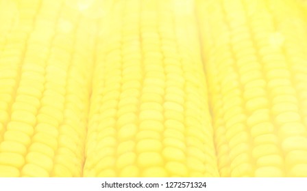 Blurred Pale Yellow Corn On The Cob Background