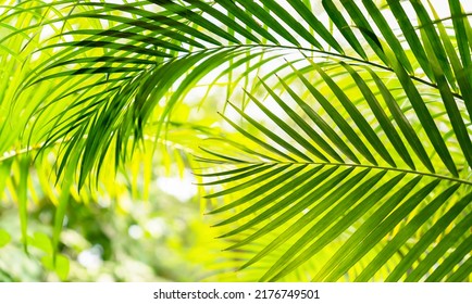 blurred palm leaf background with close-up of a palm frond arch in sunlight, tropical vegetation background concept with fresh colors in yellow and green