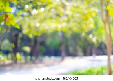 Blur Nature Bokeh Green Park Trees Stock Photo (Edit Now) 1902666439