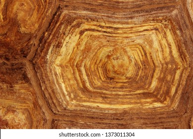Blurred Pattern Of Tortoise Shell. Cropped Shot Of Tortoise Shell. Blurred Abstract Nature Background Texture.