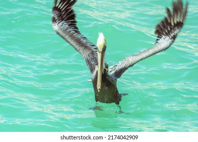 Blurred Pelican Wings In Motion. Brown American Pelican On Turquoise Water. Flapping Wings On The Water.