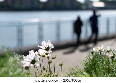 Blurred People Silhouette. Anonymous Help Concept, Drug Addiction, Mental Health Problem, Depression Rehabilitation Program, Psychological Support. White Flower Hope Symbol