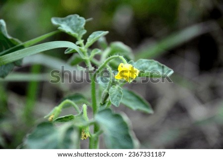 a blurred photo of blooming yellow-flowered weed.