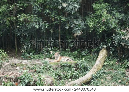 Blurred photo captures the majestic presence of a tiger in a zoo, conveying its power and beauty through artistic impression.
