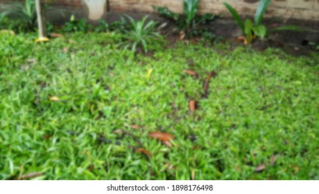Blurred photo of a grass lawn - Shutterstock ID 1898176498