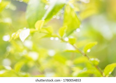Blurred photo of green leave with water drop for abstract background.