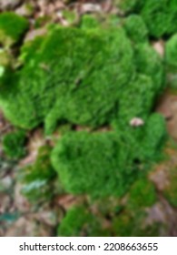 Blurred Photo Of Moss Plant With Scientific Name Bryophyta