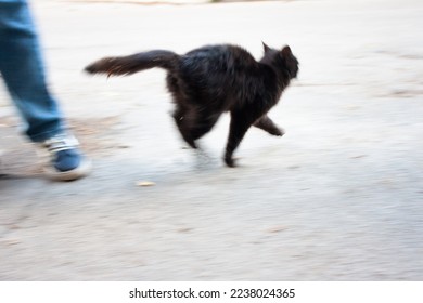 Blurred photo in motion. Funny black cat running. Crazy rebound