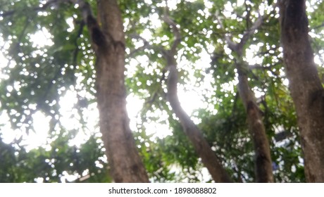 Blurred photo of a tree - Shutterstock ID 1898088802
