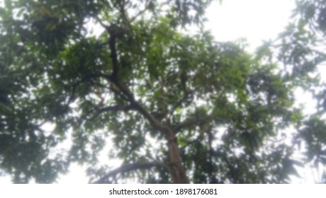 Blurred photo of a tree from the bottom view - Shutterstock ID 1898176081