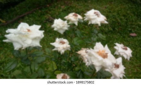Blurred photo of white roses - Shutterstock ID 1898175802