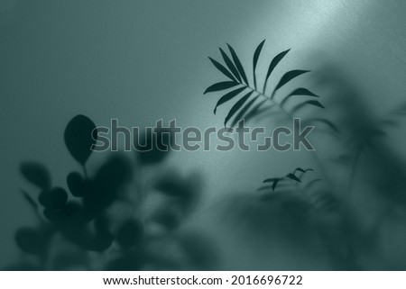 blurred picture with fog effect of palm leaves silhouettes behind frosted glass with backlight