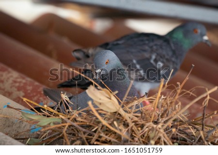 Blurred pigeon on nest on roof of house building