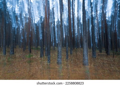 Blurred pine autumn misty forest. Abstract natural background. - Shutterstock ID 2258808823