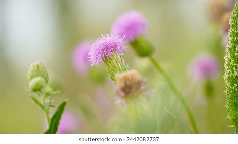 Blurred pink Blessed milk thistle flower, close up, shallow dof. Silybum marianum herbal remedy. Medical plants. Cardus marianus, Marian Thistle, Mary Thistle, Saint Mary's Thistle. - Powered by Shutterstock