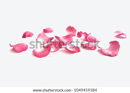 Blurred a pink rose corolla on white isolated background with softly style 