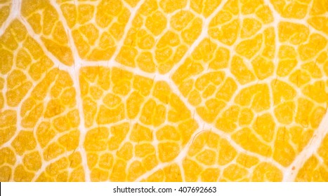 Blurred Plant Cells Under Microscope