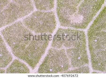 blurred plant cells under microscope