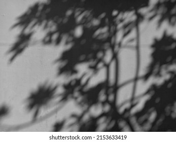 Blurred plant silhouettes on white wall in the morning. - Shutterstock ID 2153633419
