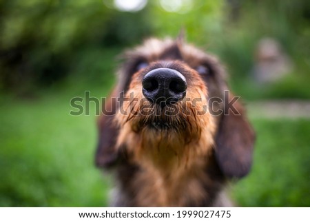 Blurred portrait of a dog in the park.