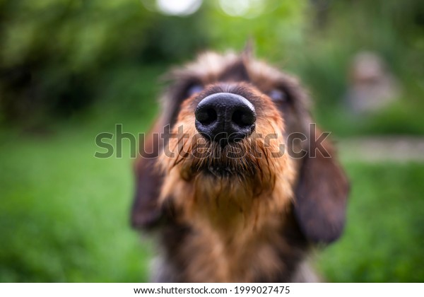 Blurred portrait of a dog\
in the park.