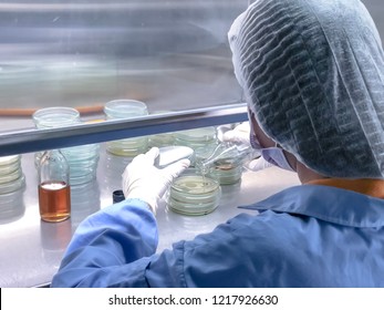Blurred of scientist doing the microbiology testing in laminar air flow cabinet at the microbiological limit test room