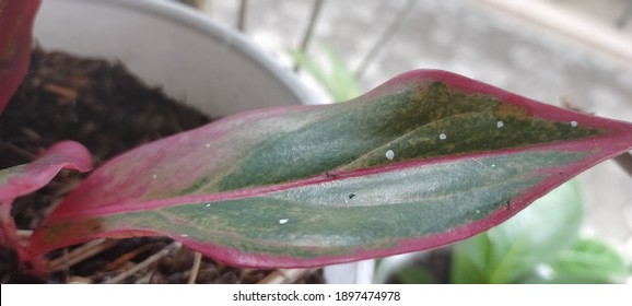 blurred and selected focus pink leaf