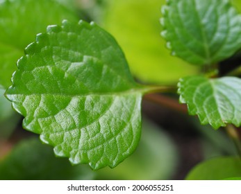 54 imágenes de Plectranthus verticillatus - Imágenes, fotos y vectores de  stock | Shutterstock