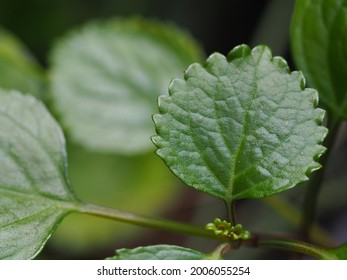 54 imágenes de Plectranthus verticillatus - Imágenes, fotos y vectores de  stock | Shutterstock